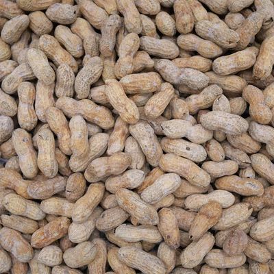 Barcelona Nut Inshell Peanuts Salted & Dry Roasted Bags - 10 Pounds - In Shell For Human - Whole Jumbo Peanuts In The Shell for People