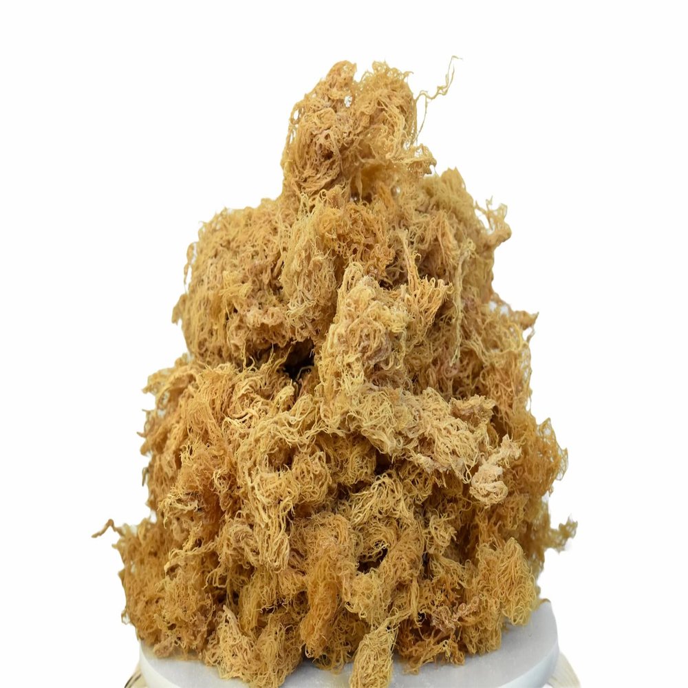 Organic Sea Moss Raw - Wild Crafted Seamoss Raw - 100% Organic Irish Sea Moss Raw - Dried Sea Moss Advanced Drink - Clean and Sundried - Vegan Sea Moss (1Pound) (16oz)