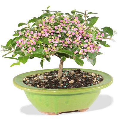 From You Flowers - Barbados Cherry Indoor Potted Bonsai for Birthday, Anniversary, Get Well or Celebration