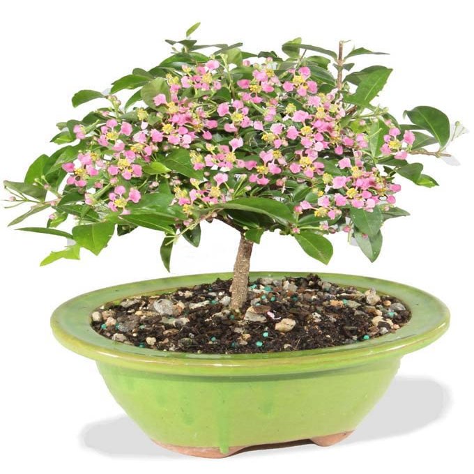 From You Flowers - Barbados Cherry Indoor Potted Bonsai for Birthday, Anniversary, Get Well or Celebration