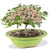 From You Flowers - Barbados Cherry Indoor Potted Bonsai for Birthday, Anniversary, Get Well or Celebration view 1