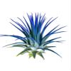 Ionantha Guatemala Tillandsia Air Plant, Guatemala Tillandsia Live Airplant, Healthy Arrival Guaranteed, Great Indoor Plant, Home Decor & Gift (Blue) view 1