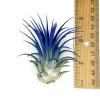 Ionantha Guatemala Tillandsia Air Plant, Guatemala Tillandsia Live Airplant, Healthy Arrival Guaranteed, Great Indoor Plant, Home Decor & Gift (Blue) view 2