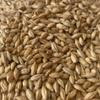 10LB RAHR NORTHSTAR PILS Pilsener Malt 10LB Uncrushed Pilsen MRAH7190 view 3