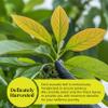 Akshit Dried Avocado Leaves 2.6 oz | Hojas De Aguacate Secas, Leaf Tea, Caffeine-Free, Non-GMO | Natural Herbal Tea Loose Leaf from Avocado Tree. Pack of 1 view 4