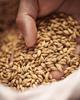10LB BOHEMIAN PILSNER Weyermann Czech Heirloom Malt Uncrushed MWEY7004 view 1