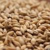 10LB BOHEMIAN PILSNER Weyermann Czech Heirloom Malt Uncrushed MWEY7004 view 2