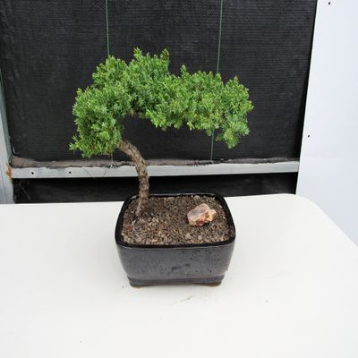 Juniper Bonsai Tree (Medium) (Medium (As Shown))
