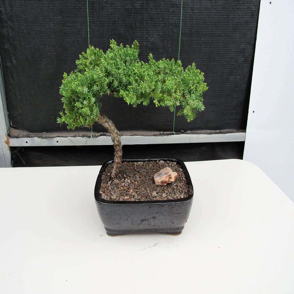 Juniper Bonsai Tree (Medium) (Medium (As Shown))