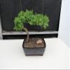 Juniper Bonsai Tree (Medium) (Medium (As Shown)) view 1