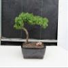 Juniper Bonsai Tree (Medium) (Medium (As Shown)) view 2