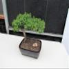 Juniper Bonsai Tree (Medium) (Medium (As Shown)) view 3