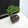 Juniper Bonsai Tree (Medium) (Medium (As Shown)) view 4