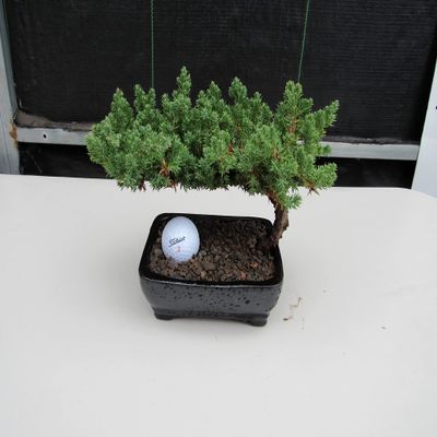 Golfball Juniper Bonsai Tree (Golfball)