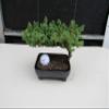 Golfball Juniper Bonsai Tree (Golfball) view 1