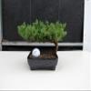 Golfball Juniper Bonsai Tree (Golfball) view 2