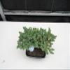 Golfball Juniper Bonsai Tree (Golfball) view 3