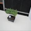 Golfball Juniper Bonsai Tree (Golfball) view 4