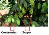 Rebellious Wild American Hops ZAPPA 2oz Pack Unique Neomexicanus Aroma Hop Pellets view 4
