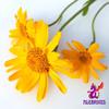 Alebrixes | Arnica Flowers Herbal Tea (4 oz)| Premium Quality Whole Arnica Flowers Tea | Te de Arnica | Wildcrafted. view 2