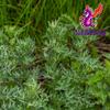Alebrixes | Wormwood Herbal Loose Tea (4oz) | Premium Quality Whole Dried Wormwood Tea | Te De Ajenjo - Artemisia Absinthium | Wildcrafted view 2