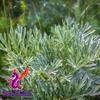 Alebrixes | Wormwood Herbal Loose Tea (4oz) | Premium Quality Whole Dried Wormwood Tea | Te De Ajenjo - Artemisia Absinthium | Wildcrafted view 4