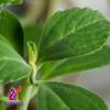 Alebrixes | Boldua Leaves Herbal Tea (4oz)| Premium Quality Whole Boldua Leaves Tea | Te Hoja De Boldo - Peumus Boldus | Wildcrafted. view 2
