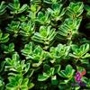 Alebrixes | Boldua Leaves Herbal Tea (4oz)| Premium Quality Whole Boldua Leaves Tea | Te Hoja De Boldo - Peumus Boldus | Wildcrafted. view 3
