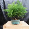 Norfolk Island Pine Bonsai 3 Tree Forest view 1