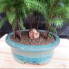 Norfolk Island Pine Bonsai 3 Tree Forest view 2
