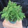 Norfolk Island Pine Bonsai 3 Tree Forest view 3