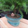 Norfolk Island Pine Bonsai 3 Tree Forest view 4