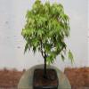 Small Green Japanese Maple Bonsai Tree view 2