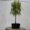 Small Green Japanese Maple Bonsai Tree view 3