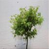 Small Green Japanese Maple Bonsai Tree view 4