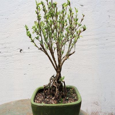 Mt. Fuji Serissa Exposed Root Bonsai Tree