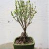 Mt. Fuji Serissa Exposed Root Bonsai Tree view 1