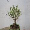 Mt. Fuji Serissa Exposed Root Bonsai Tree view 2