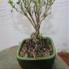 Mt. Fuji Serissa Exposed Root Bonsai Tree view 3