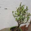 Mt. Fuji Serissa Exposed Root Bonsai Tree view 4