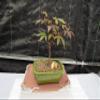 Small Red Japanese Maple Bonsai Tree view 1