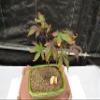 Small Red Japanese Maple Bonsai Tree view 2