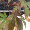 Small Red Japanese Maple Bonsai Tree view 3