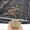 Small Red Japanese Maple Bonsai Tree view 4