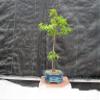 Dwarf Green Japanese Maple Bonsai Tree view 1