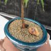 Dwarf Green Japanese Maple Bonsai Tree view 2