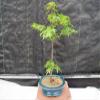 Dwarf Green Japanese Maple Bonsai Tree view 3
