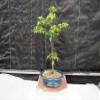 Dwarf Green Japanese Maple Bonsai Tree view 4