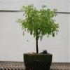 Flowering Brazilian Raintree Bonsai Tree view 1