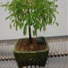 Flowering Brazilian Raintree Bonsai Tree view 2
